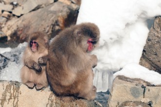Japanese macaque or snow japanese monkey, sitting by the riverside (Macaca fuscata), Japan