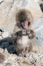 Japanese macaque or snow japanese monkey, baby eating (Macaca fuscata), Japan