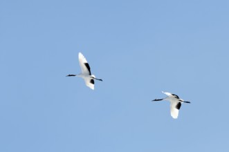 Japanese crane, Red-crowned crane (Grus japonensis), Flying, Japan