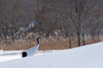Japanese crane, Red-crowned crane (Grus japonensis), Japan