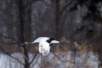 Japanese crane, Red-crowned crane (Grus japonensis), Young flying, Japan