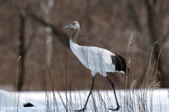 Japanese crane, Red-crowned crane (Grus japonensis), Young, Japan