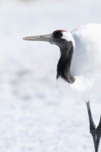 Japanese crane, Red-crowned crane (Grus japonensis), Japan