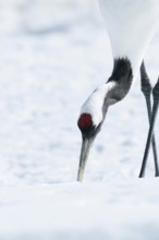 Japanese crane, Red-crowned crane (Grus japonensis), close-up, Japan