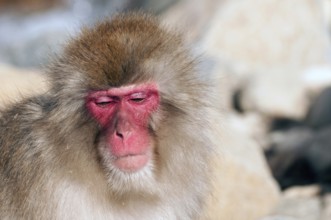 Japanese macaque or snow japanese monkey, portrait (Macaca fuscata), Japan