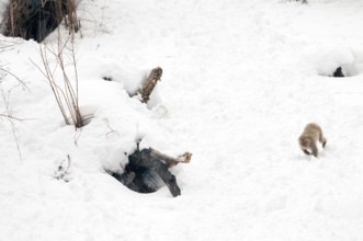 Japanese macaque or snow japanese monkey running in the snow (Macaca fuscata), Japan