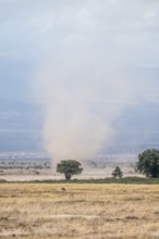Sandstorm, windhose, savanna, Amboseli National Park, Rift Valley Province, Kenya