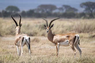 Southern Grant Gazelle (Nanger granti), two adult males, Amboseli National Park, Rift Valley