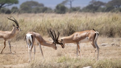 Southern Grant Gazelle (Nanger granti), two adult males fighting, Amboseli National Park, Rift