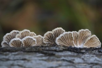 Autumn time, mushrooms in the forest, October, Germany