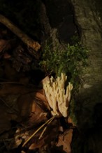 Autumn time, mushroom in the forest, October, Germany