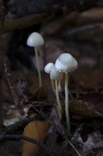 Autumn time, mushrooms in the forest, October, Germany