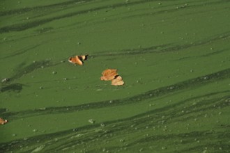 Autumn leaves, October, Germany