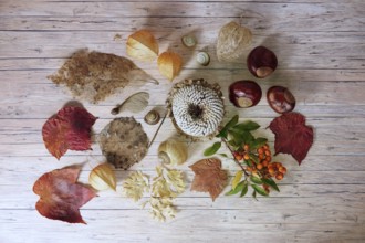 Autumn still life with sunflowers, chestnuts, autumn leaves, October, Germany