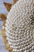 Autumn still life with sunflower, October, Germany