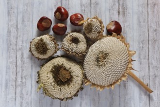 Autumn still life with sunflowers, chestnuts, October, Germany