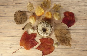Autumn still life with sunflower and autumn leaves, October, Germany