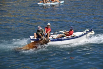 A bull is brought ashore by boat, Bous a la Mar, in English bulls in the sea, bullfighting, Javea