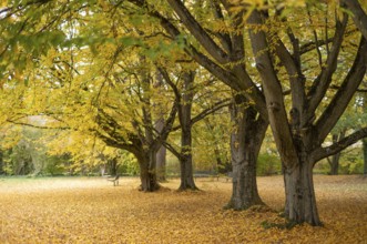 Trees, autumn leaves, leaves, main cemetery, autumn, autumn, Stuttgart, Baden-Württemberg, Germany
