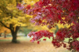 Maple, maple tree, red, autumn leaves, leaves, main cemetery, autumn, autumn, Stuttgart,