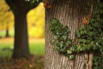 Ivy on tree trunk, main cemetery, autumn, autumn, autumn mood, Stuttgart, Baden-Württemberg,