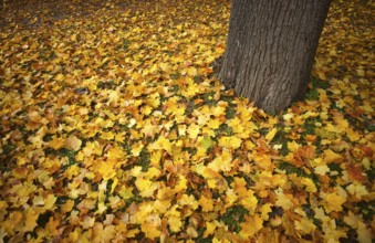 Autumn leaves, leaves, tree trunk, main cemetery, autumn, autumn, autumn mood, Stuttgart,