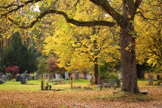 Grave, graves, tombstones, tree, autumn leaves, leaves, main cemetery, autumn, autumn mood,
