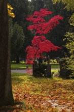 Maple, maple tree, red, trees, grave, graves, tombstones, park, autumn leaves, main cemetery,