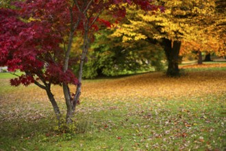 Maple tree, red, trees, park, autumn leaves, leaves, main cemetery, autumn, autumn, autumn mood,