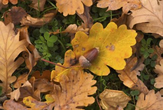 Close-up, acorn lying on oak leaf, leaf of an oak tree, autumn leaves, leaves, main cemetery,