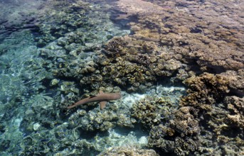 Blacktip reef shark over the corals of Fakarava, South Seas, Tahiti, French Polynesia