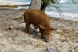 Pig, wild boar on Rangiroa beach in the South Pacific, Tahiti, French Polynesia