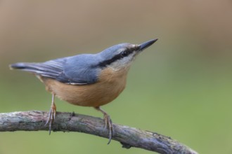 Nuthatch (Sitta europaea) sitting with its beak raised on rotten tree branch, mixed forest, Black