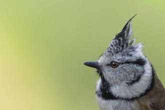 Crested tit (Parus cristatus) portrait of the side view of the head with raised bonnet, coniferous
