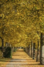 Alley with linden trees in autumn color and with yellow leaves on the ground in Ystad, Skåne