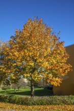 Maple tree in autumn colors in Ystad, Skåne County, Sweden, Scandinavia