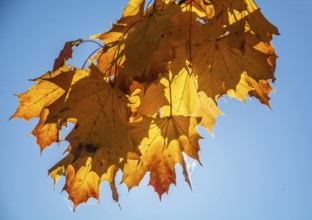 Maple leaves in autumn colors and backlight in Ystad, Skåne County, Sweden, Scandinavia