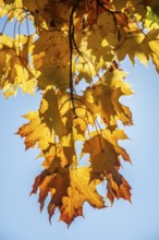 Maple leaves in autumn colors and backlight in Ystad, Skåne County, Sweden, Scandinavia