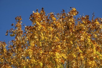 Maple leaves in autumn colors in Ystad, Skåne County, Sweden, Scandinavia