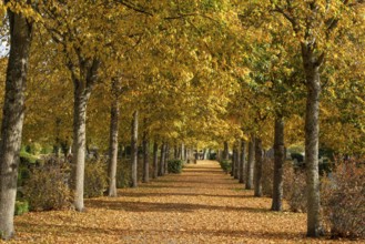 Alley with linden trees in autumn color and with yellow leaves on the ground in Ystad, Skåne