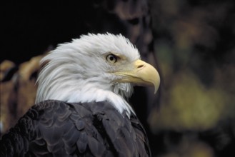 Bald Eagle (Haliaeetus leucocephalus), Nuremberg Zoo, Nuremberg, Middle Austria, Bavaria, Germany