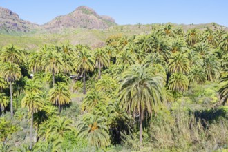 Palm trees, Santa Lucía de Tirajana, Gran Canaria, Canary Islands, Spain