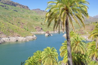 Palm trees, Presa de la Sorrueda, Gran Canaria, Canary Islands, Spain