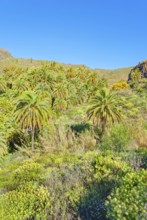 Oasis, Santa Lucía de Tirajana, Gran Canaria, Canary Islands, Spain