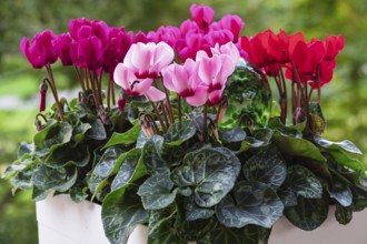 Ivy leaf or Neapolitan cyclamen (Cyclamen hederifolium), Münsterland, North Rhine-Westphalia,