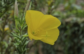 Evening primrose (Oenothera) flowers, Alsace, France