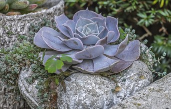 Echeveria desmetiana, North Rhine-Westphalia, Germany