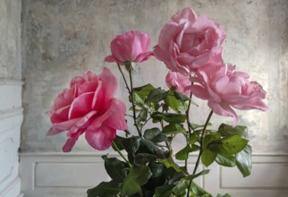 Pink roses in full bloom in a vase surrounded by green foliage, against a pastel, elegantly