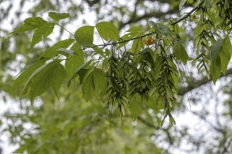 Ash maple (Acer negundo), also known as ash-leaf maple, Hesse, Germany
