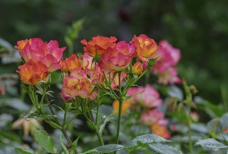 Small shrub rose, the Netherlands